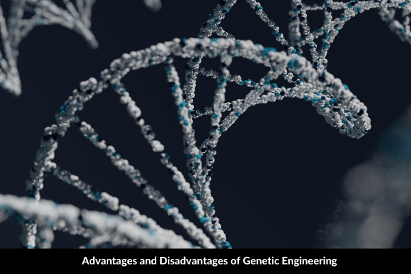 Advantages and Disadvantages of Genetic Engineering
